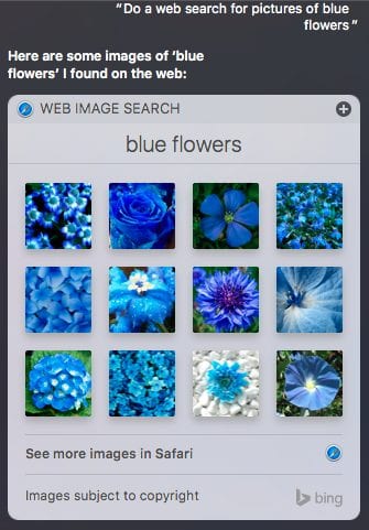 Blue flowers? Siri's got a handle on that.