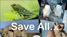 animal mosaic with words "save all" and a download arrow