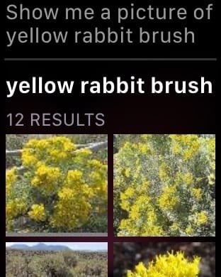 Show me a picture of yellow rabbit brush