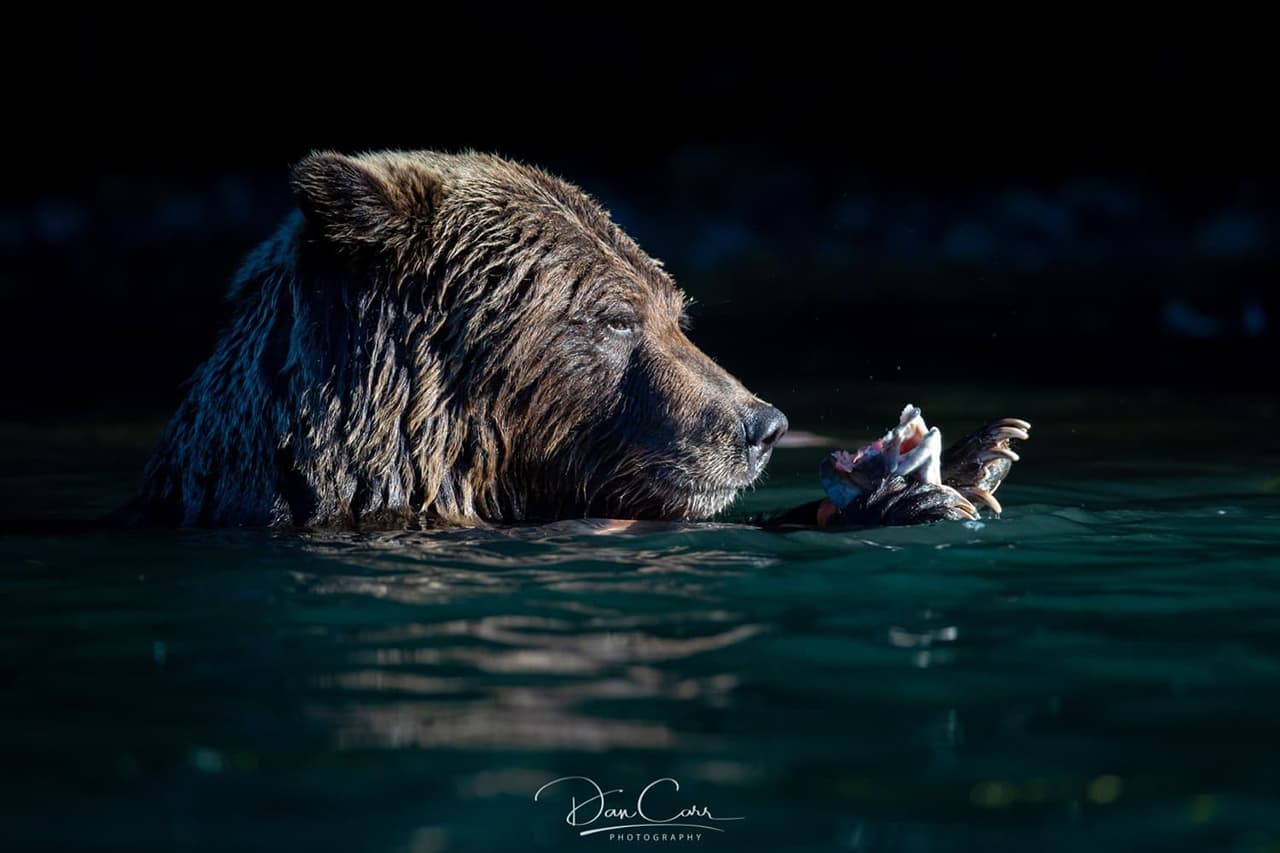 Photo of a Bear in water at night catching a salmon. Photographed by Dan Carr.
