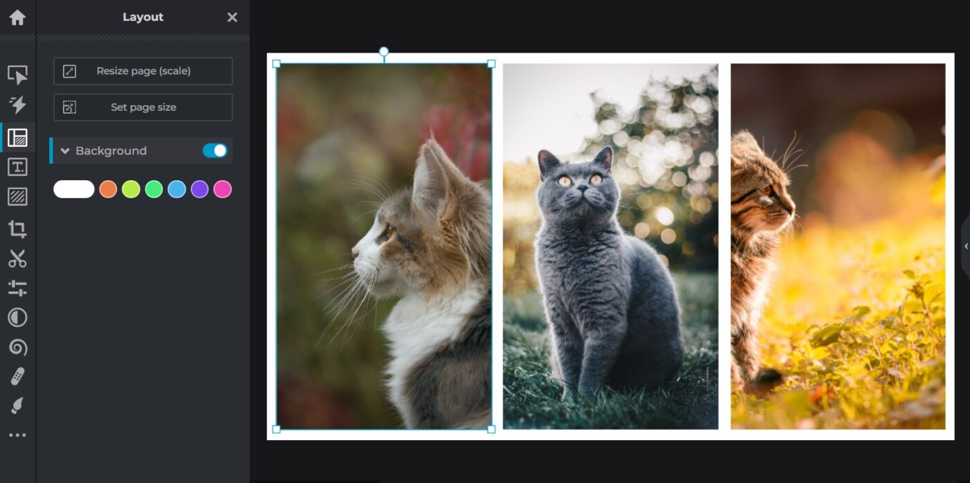 A photo collage in the Pixlr editing interface of three images of cats is shown with white borders.