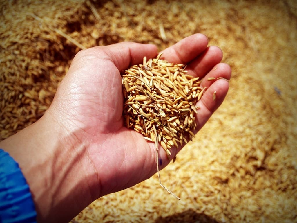 man holding grains of rice